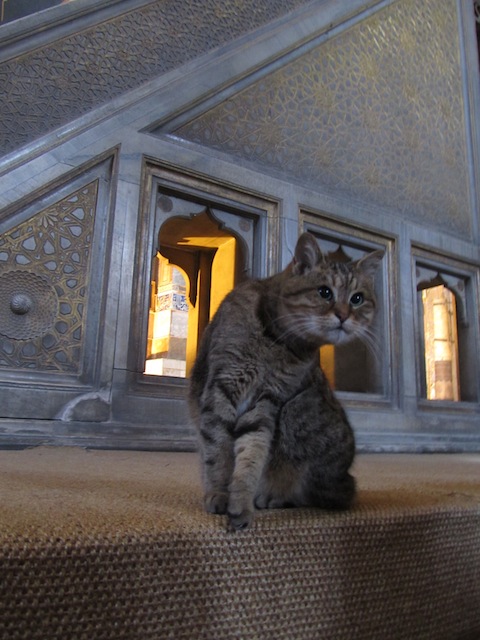 Gato en Santa Sofía